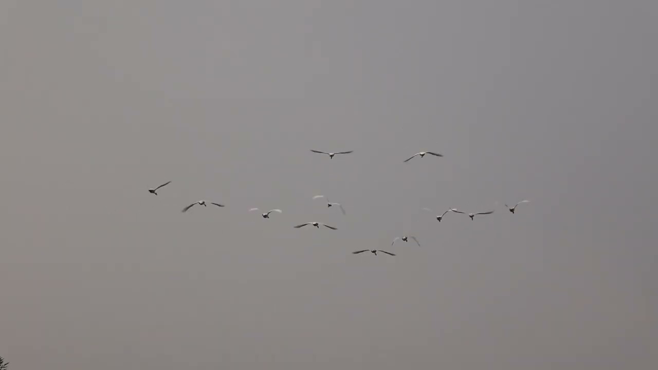 北帰行 白鳥他