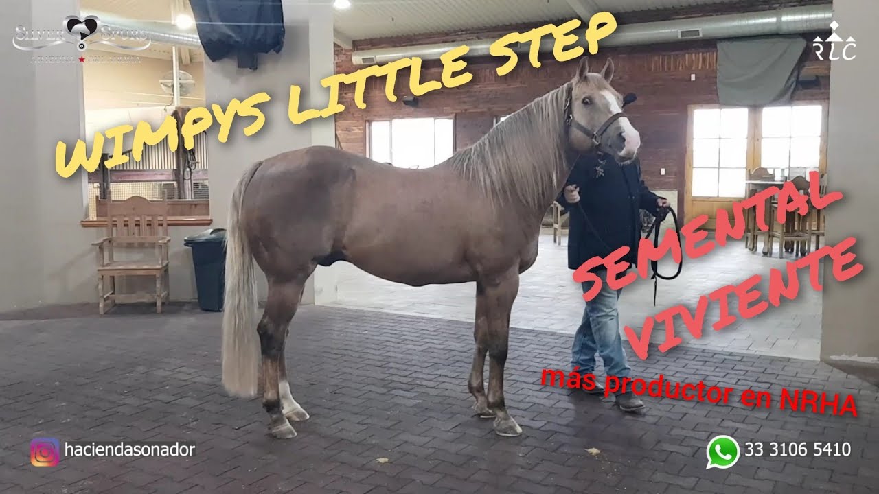 Visita a Silver Spurs Equine en Purcell, Oklahoma - La Casa del Gran Wimpys Little Step