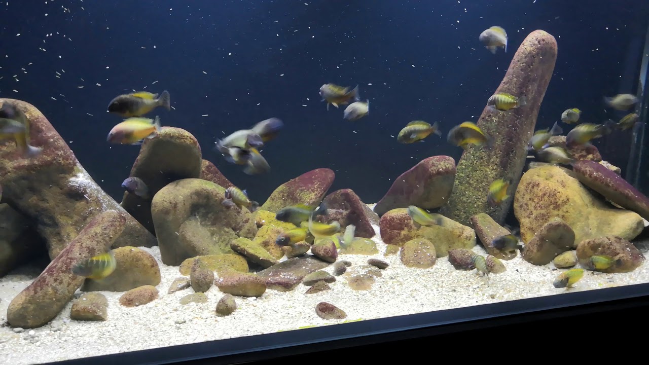 Tropheus Nkonde Bright Yellow