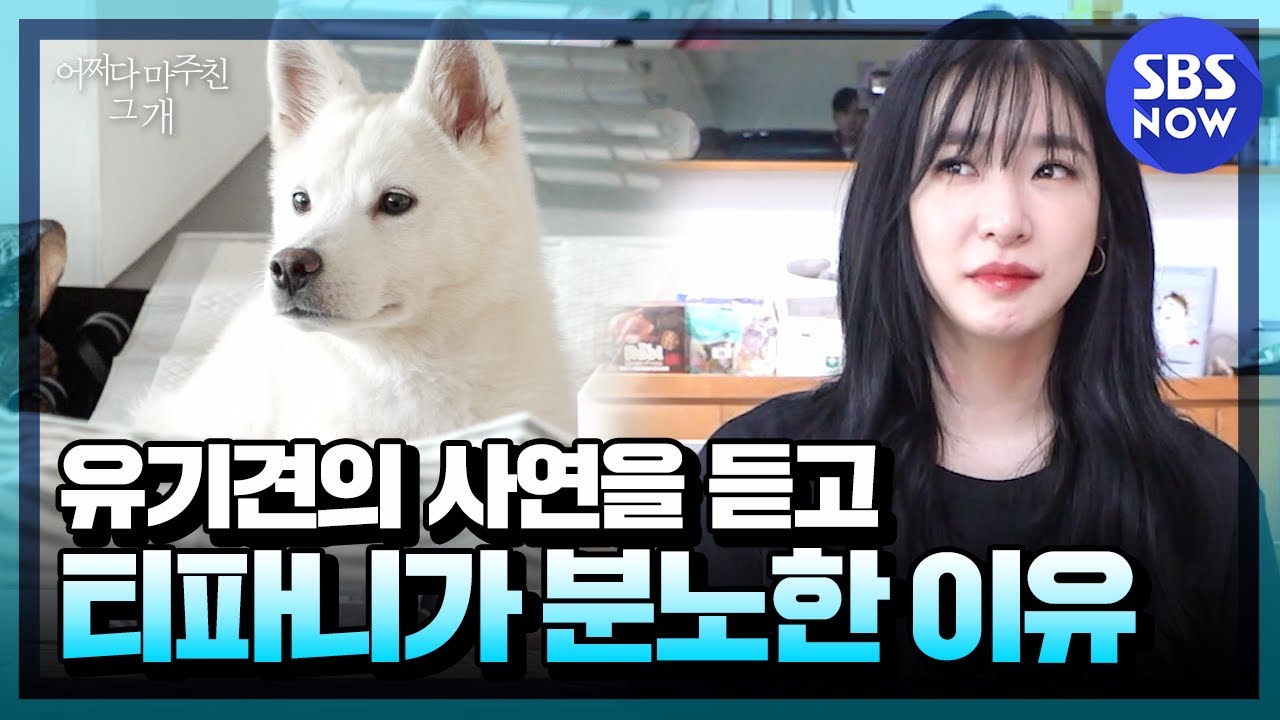 [어쩌다 마주친 그 개] '유기견 파티의 사연을 듣고 티파니가 분노한 이유' ｜SBSNOW