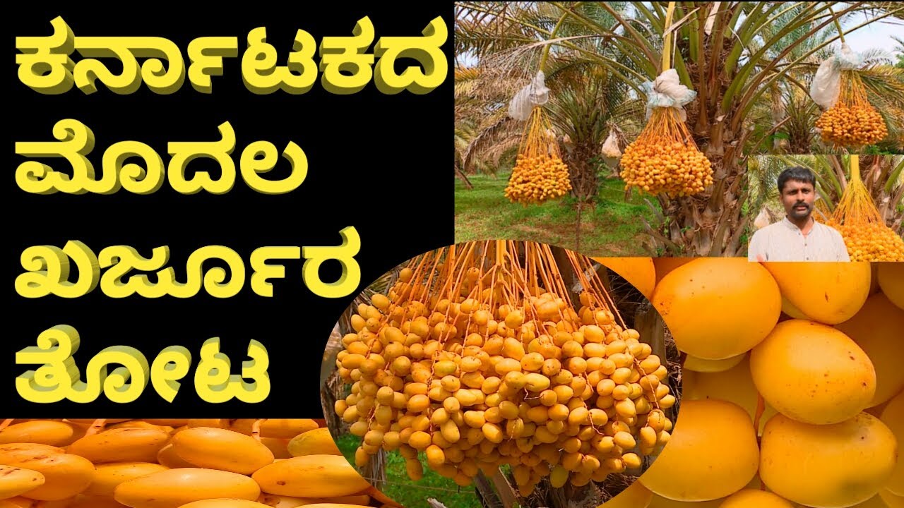 ಕರ್ನಾಟಕದಲ್ಲಿ ಖರ್ಜೂರ ಬೆಳೆ | DATES FARMING IN KARNATAKA | SUCCESS STORY OF DATES PALM CULTIVATION
