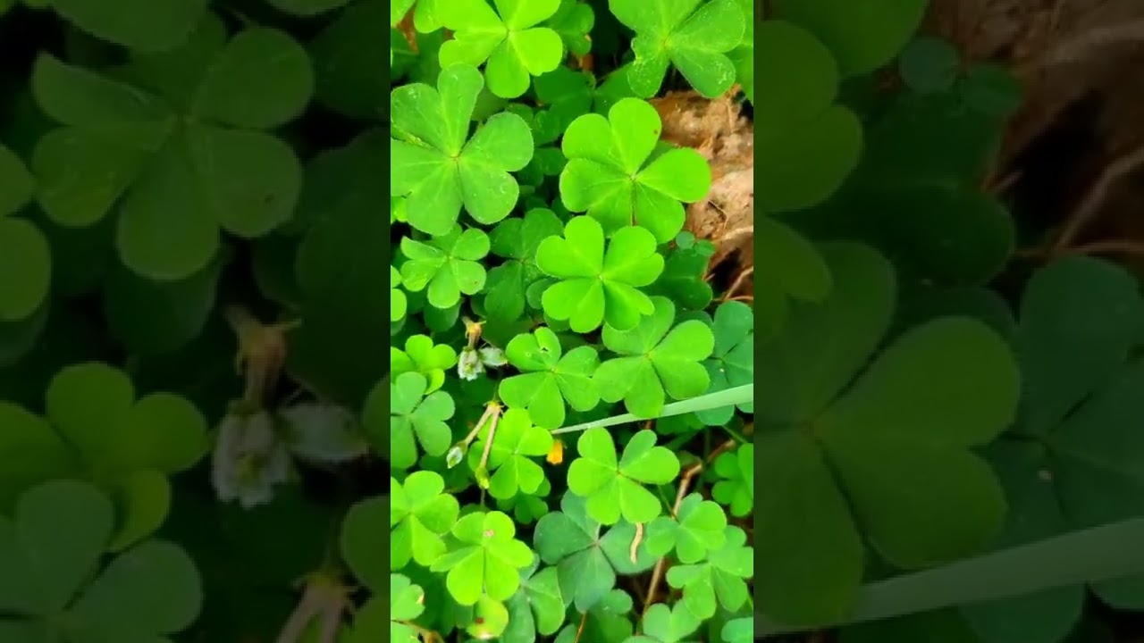 lucky leaf with 4 clover