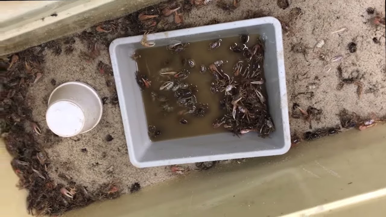 5 STEPS to Keep Fiddler Crabs Alive!