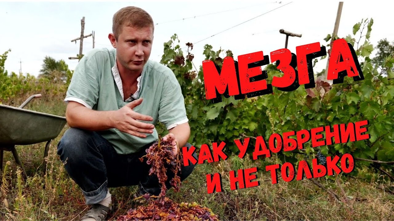 УДОБРЕНИЕ С ГРАДУСОМ: ВИНОГРАДНАЯ МЕЗГА КАК ПОДКОРМКА И НЕ ТОЛЬКО