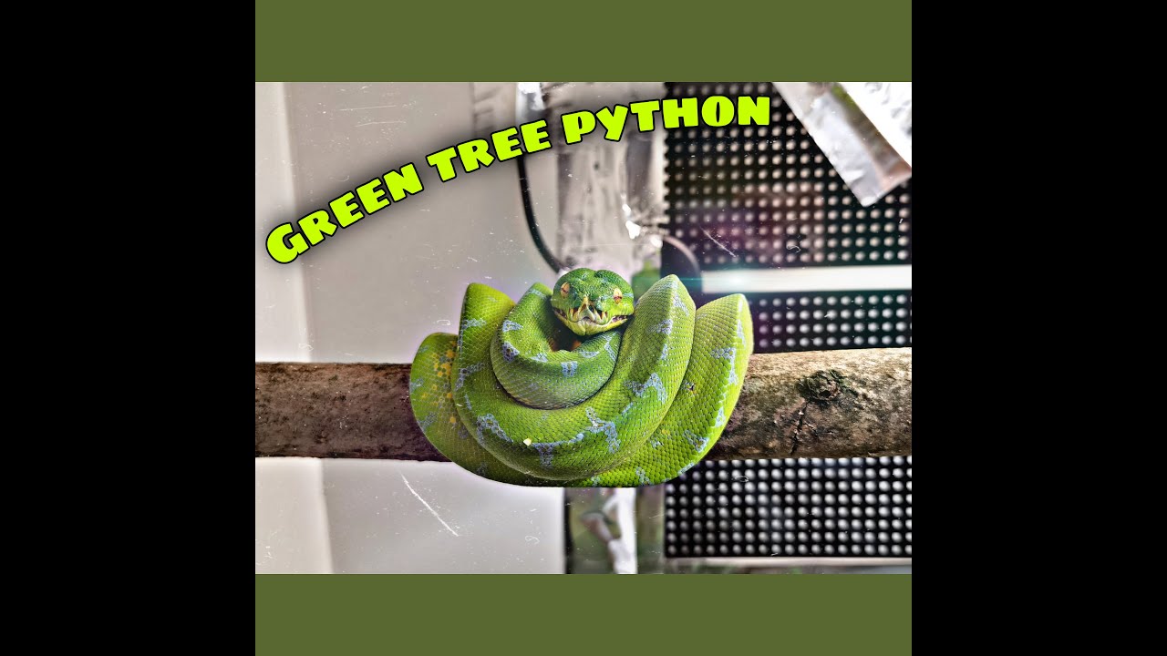 MES MORELIA VIRIDIS ( GREEN TREE PYTHON )