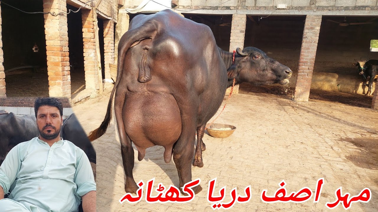 مہر اصف دریا کھٹانہ 2 بھینسیں 1 گائے برائے فروخت 24 ستمبر 2025 karnana channel