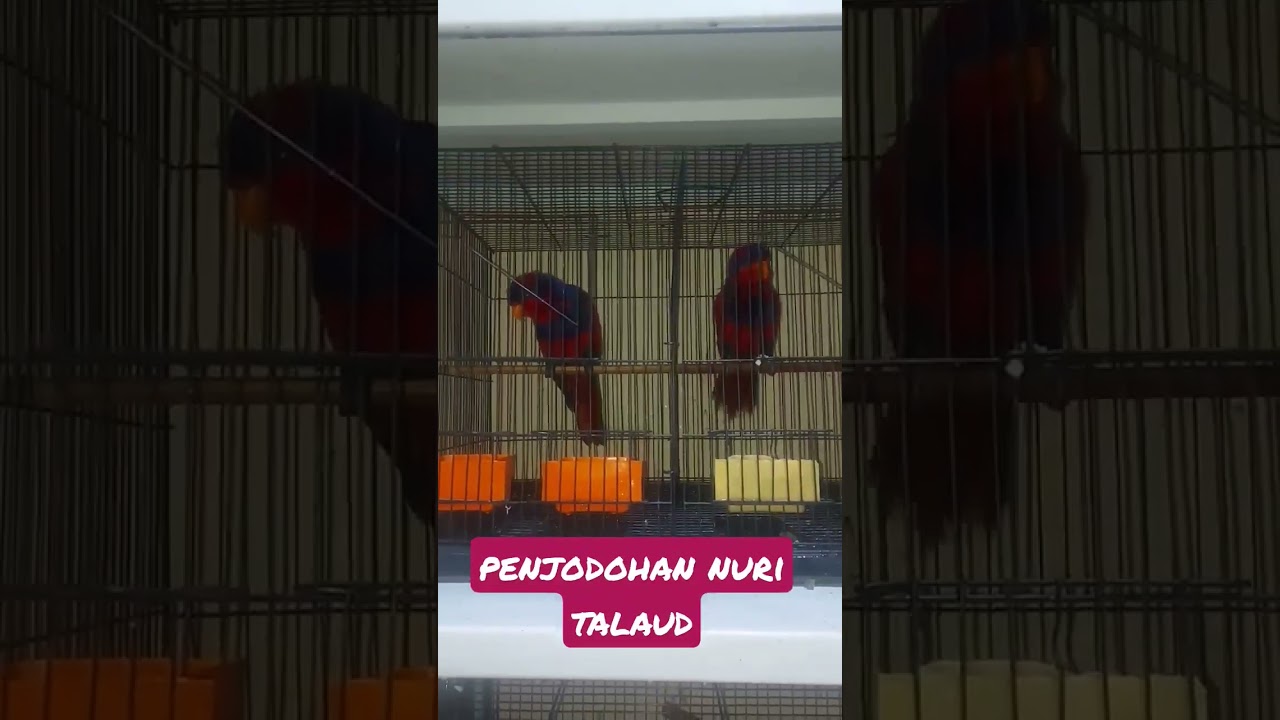 Penjodohan Nuri Talaud 