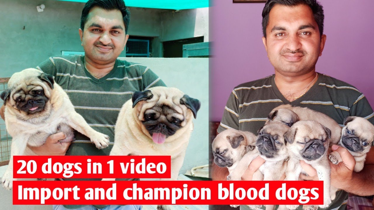 Ponyland kennel | Pug and beagle breeder in india | KCI registered kennel