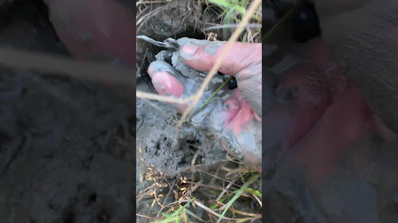Wow! Crab Catching At the Rice Farm   