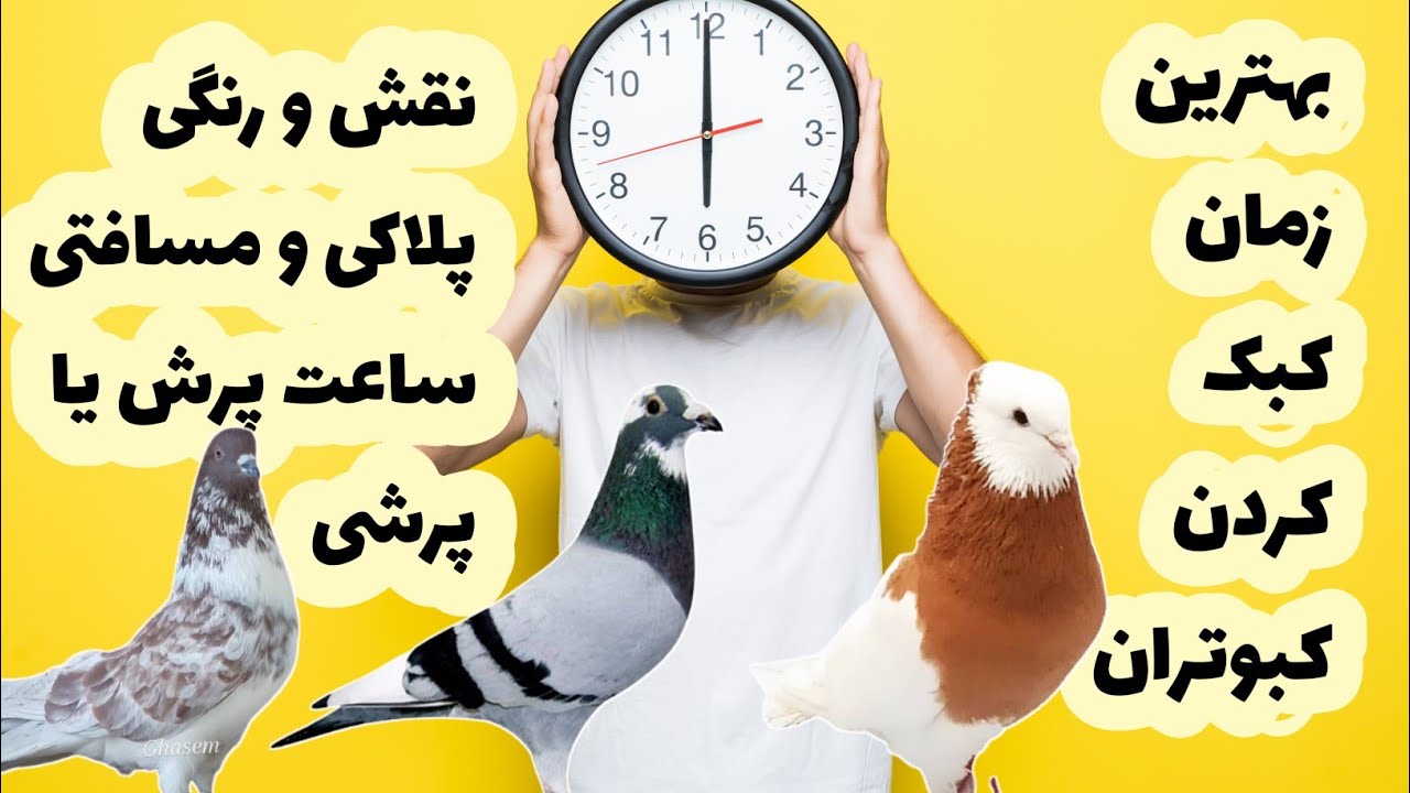 چه زمانی کبوترهای خود را کبک کنیم