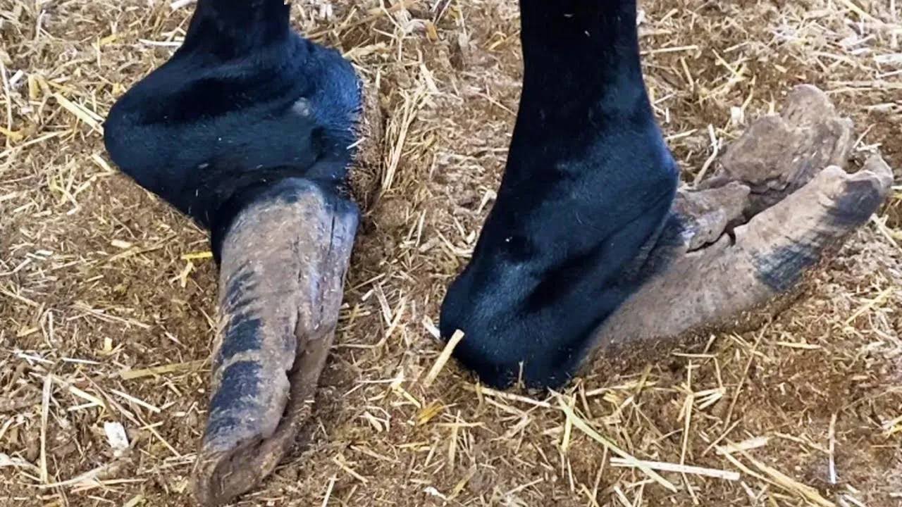 百年难得一见！残疾驴蹄双脚骨折，蹄腕肿胀拖地，看得太难受！驴主人不让修蹄，我救不了它【农村张卜】