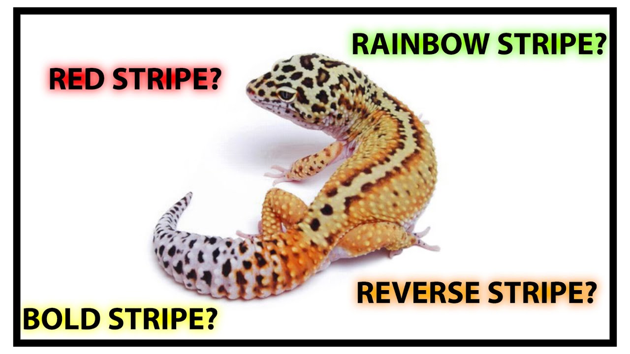Stripe Leopard Gecko Morph Review | GECKOPIA