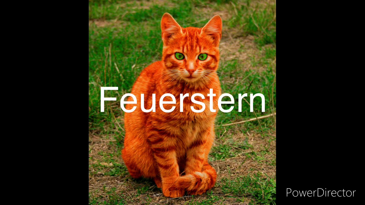 Warrior Cats Katzen in real Life