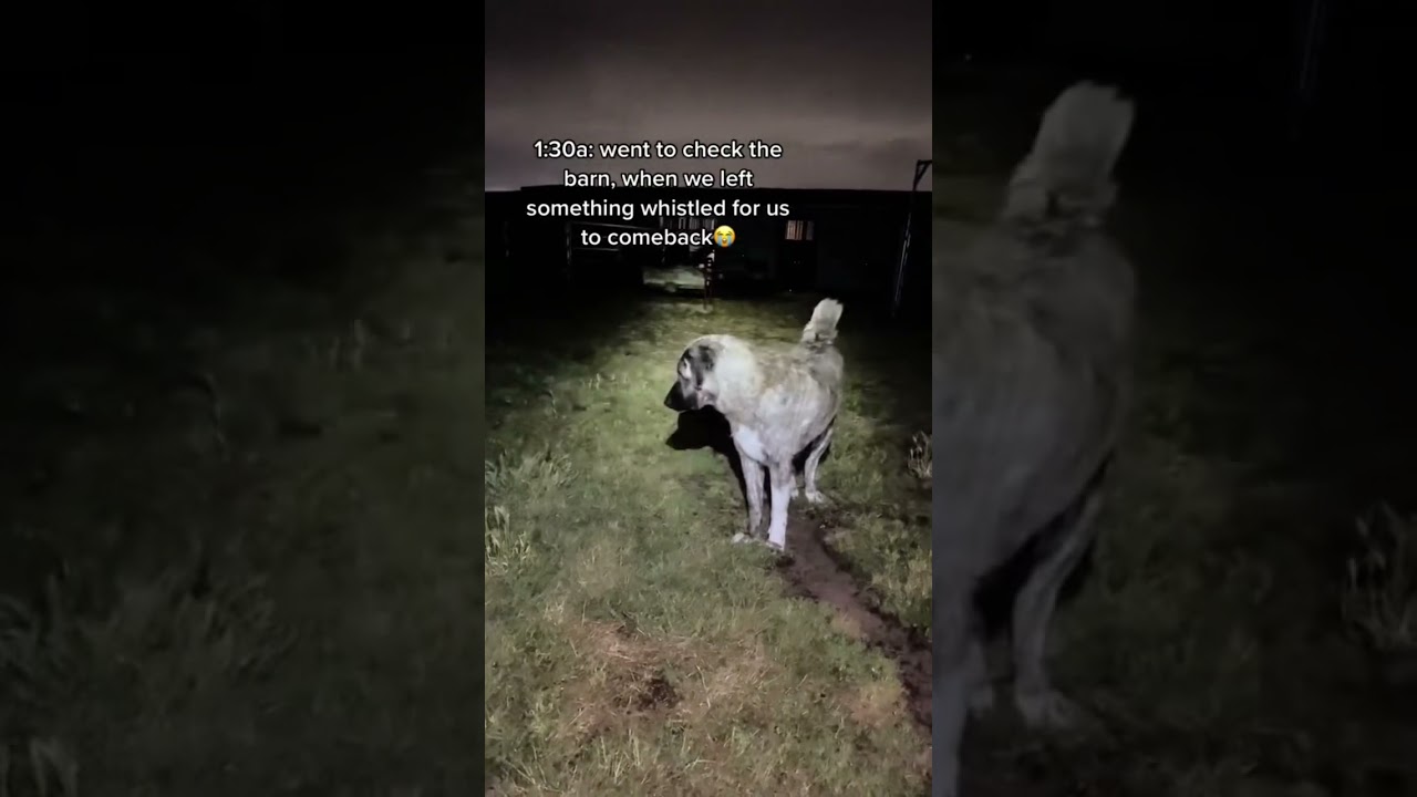When u hear something whistle at u in the night.. no you didn&rsquo;t. Our livestock guardian dog reacts