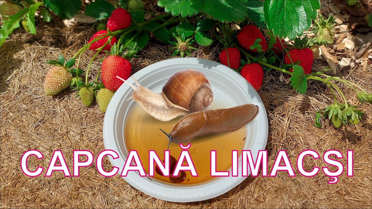 CAPCANĂ LIMACŞI ŞI MELCI. CAPCANĂ CU BERE LIMACŞI. MULCIREA SOLULUI CU IARBA VERDE