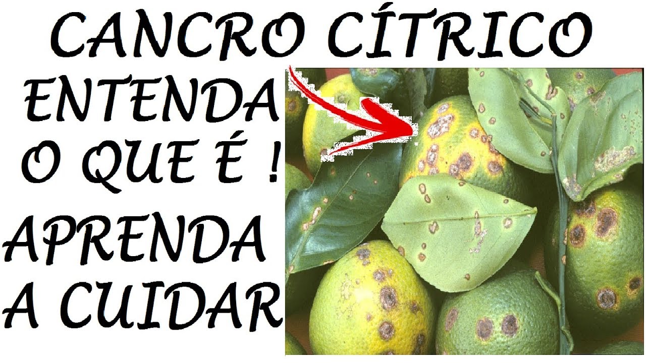 Urgente! Cancro Cítrico, pode ter no seu Limoeiro aprenda a cuidar!
