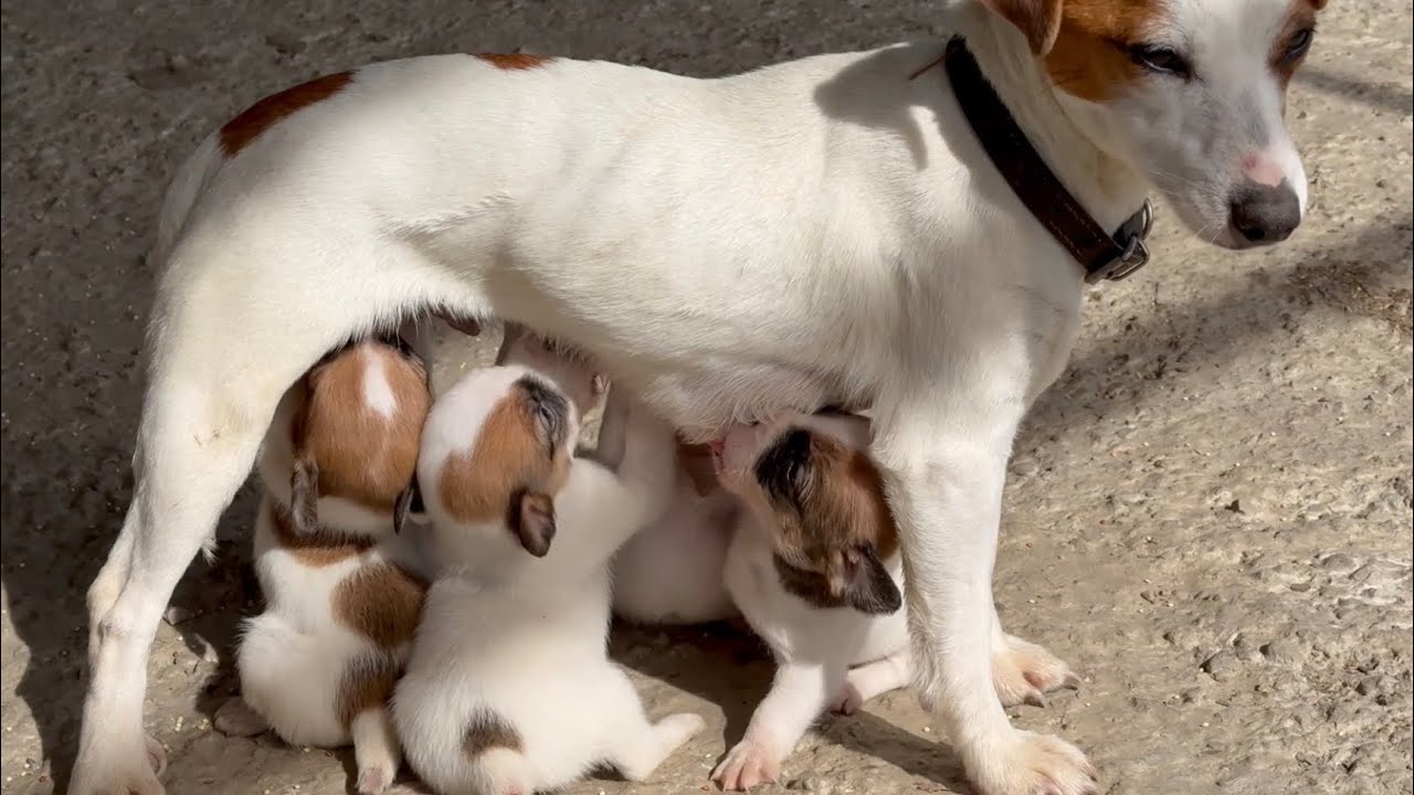 YAVRU JACKRUSSEL LAR HAVANIN AÇMASIYLA YUVADAN ÇIKTI mi