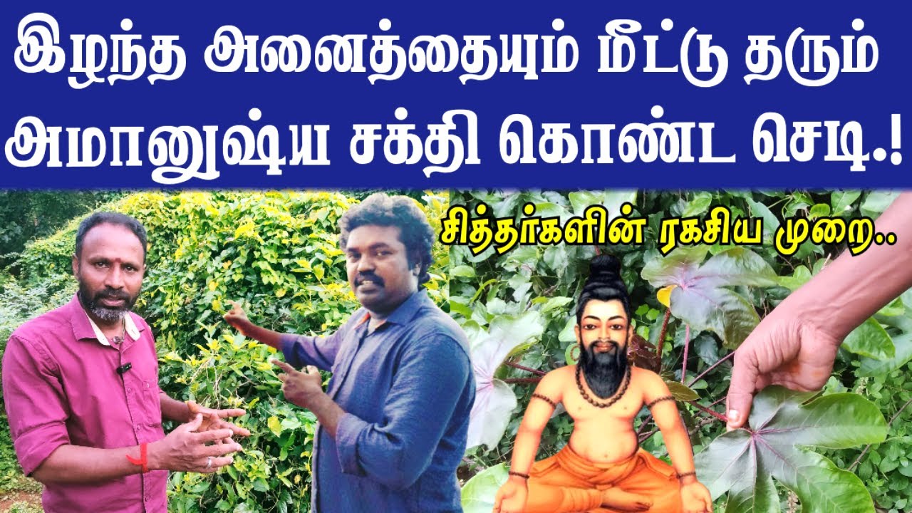 இழந்த அனைத்தையும் மீட்டு தரும் அமானுஷ்ய சக்தி கொண்ட செடி | சித்தர்களின் ரகசிய முறை | Kattamanakku