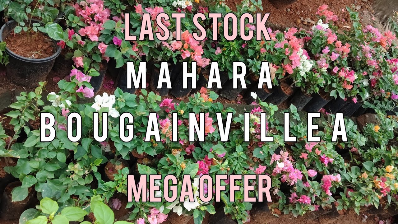Mahara variety Bougainvillea | Pretty Green| #gardening #terracegardenindia #garden #hybridplants 