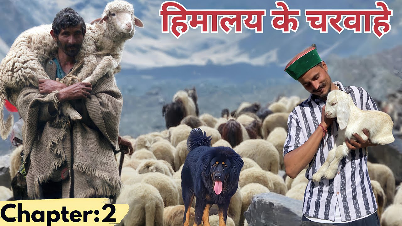 Best Life In A Himlyan Shepherd’s Life During The Snowfa | Most Relaxing |Himlyan Documentary video 
