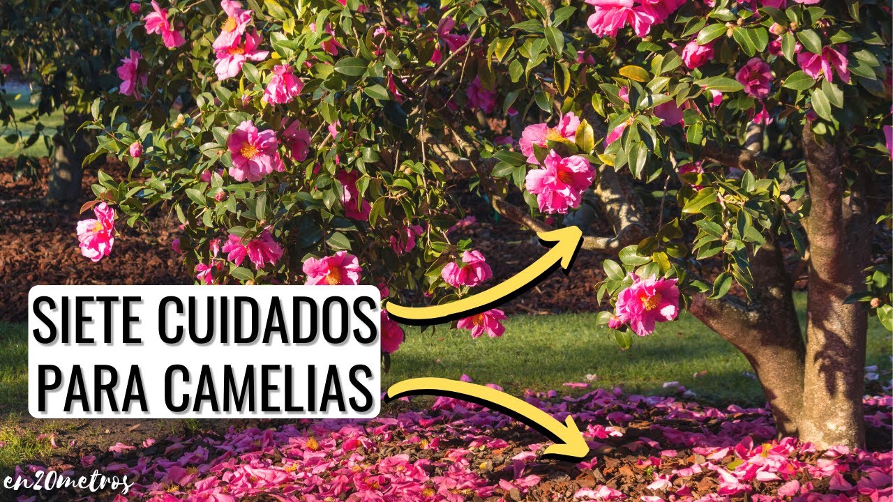 Principales CUIDADOS PARA CAMELIAS: crece más rápido, más verde y con más flores || en20metros