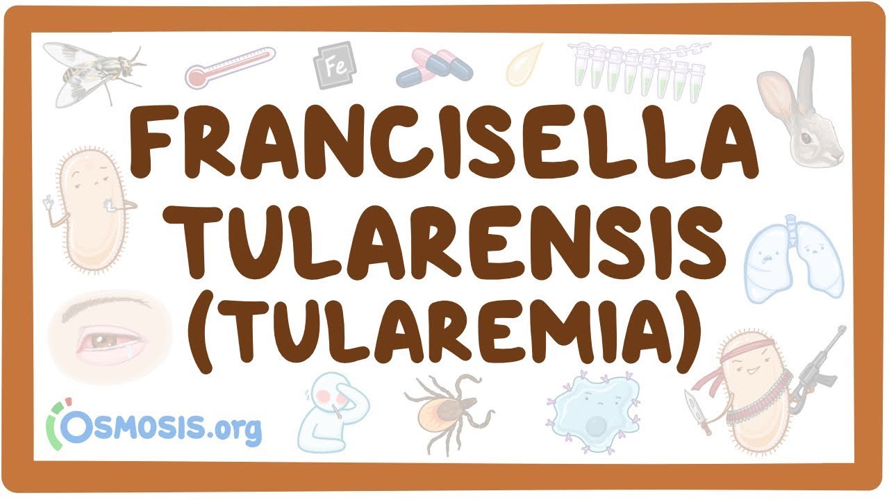 Francisella tularensis (Tularemia) - an Osmosis Preview