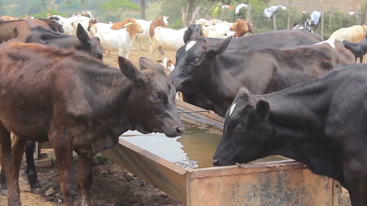 OKULUNDA ENTE / CATTLE FARMING PART TWO