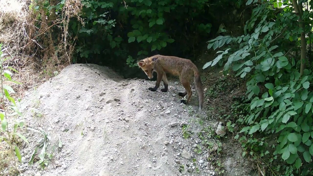 Rókák a kertünk alatt