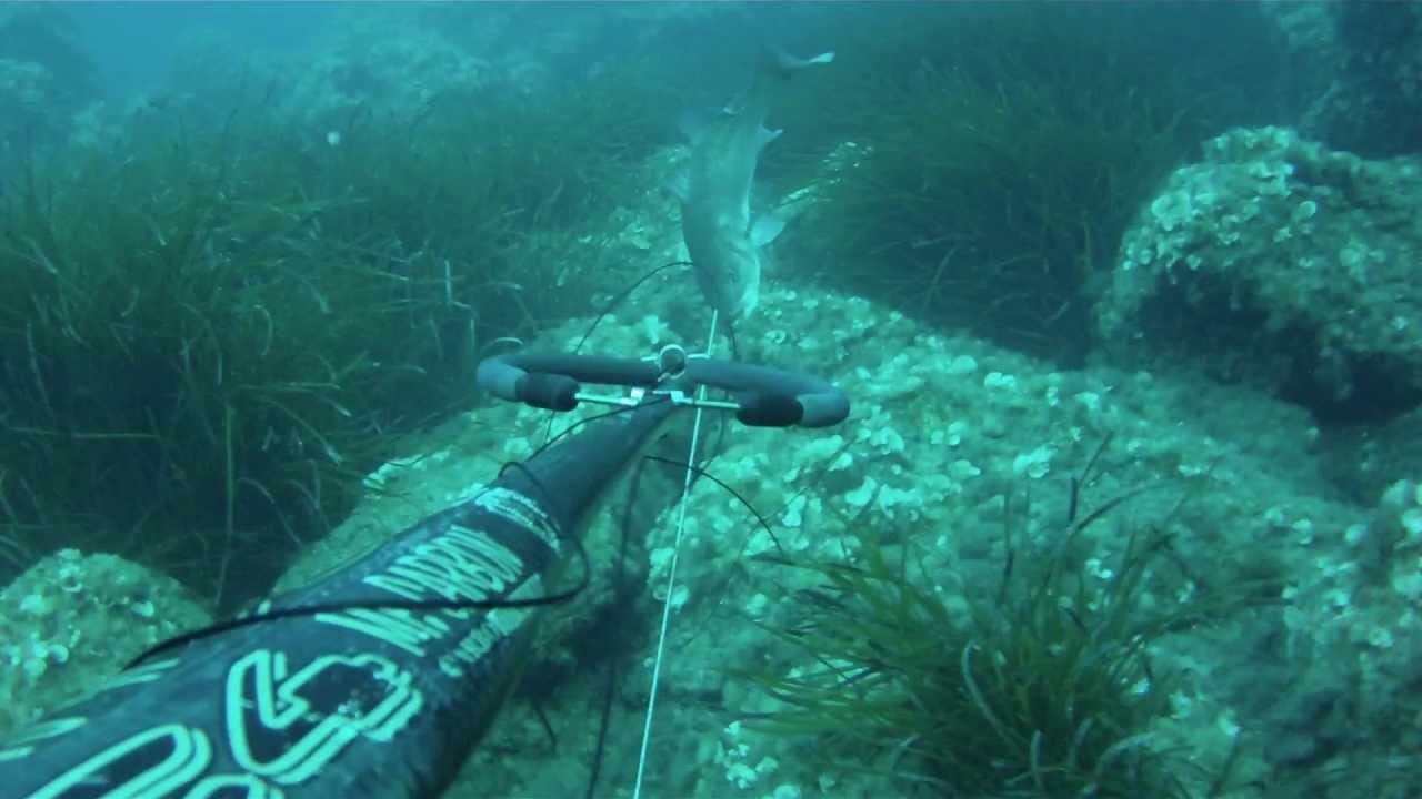 Pescasub: spigola 6,450 KG