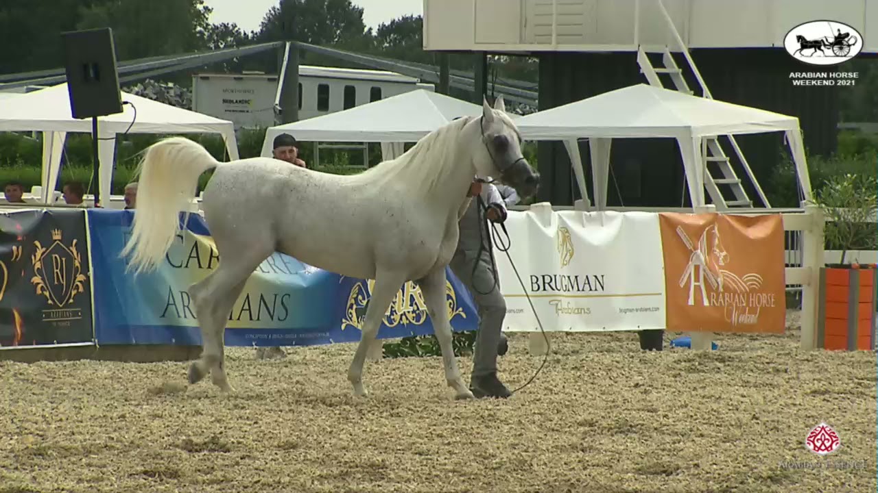 N 55 KAYED AL HAYAL   Arabian Horse Weekend 2021   International