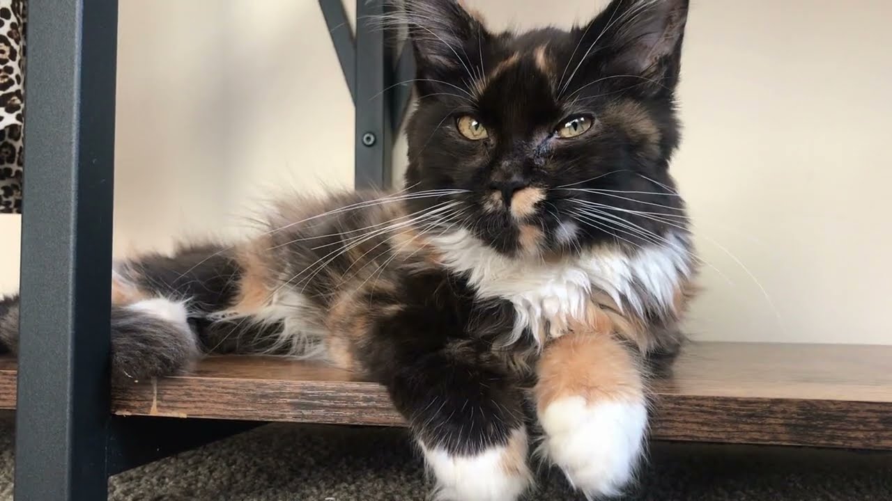 Adorable Calico Maine Coon Kitten