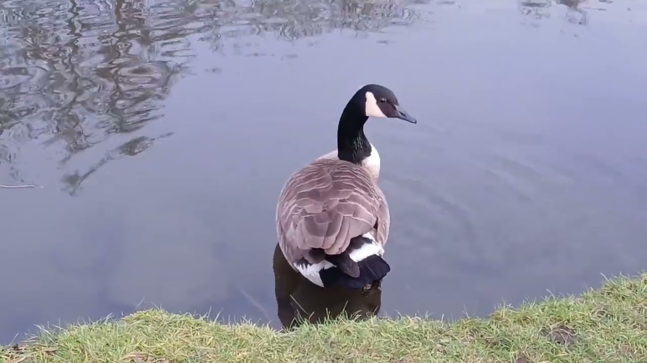 Leeds abc Liverpool canal 28th January 2025