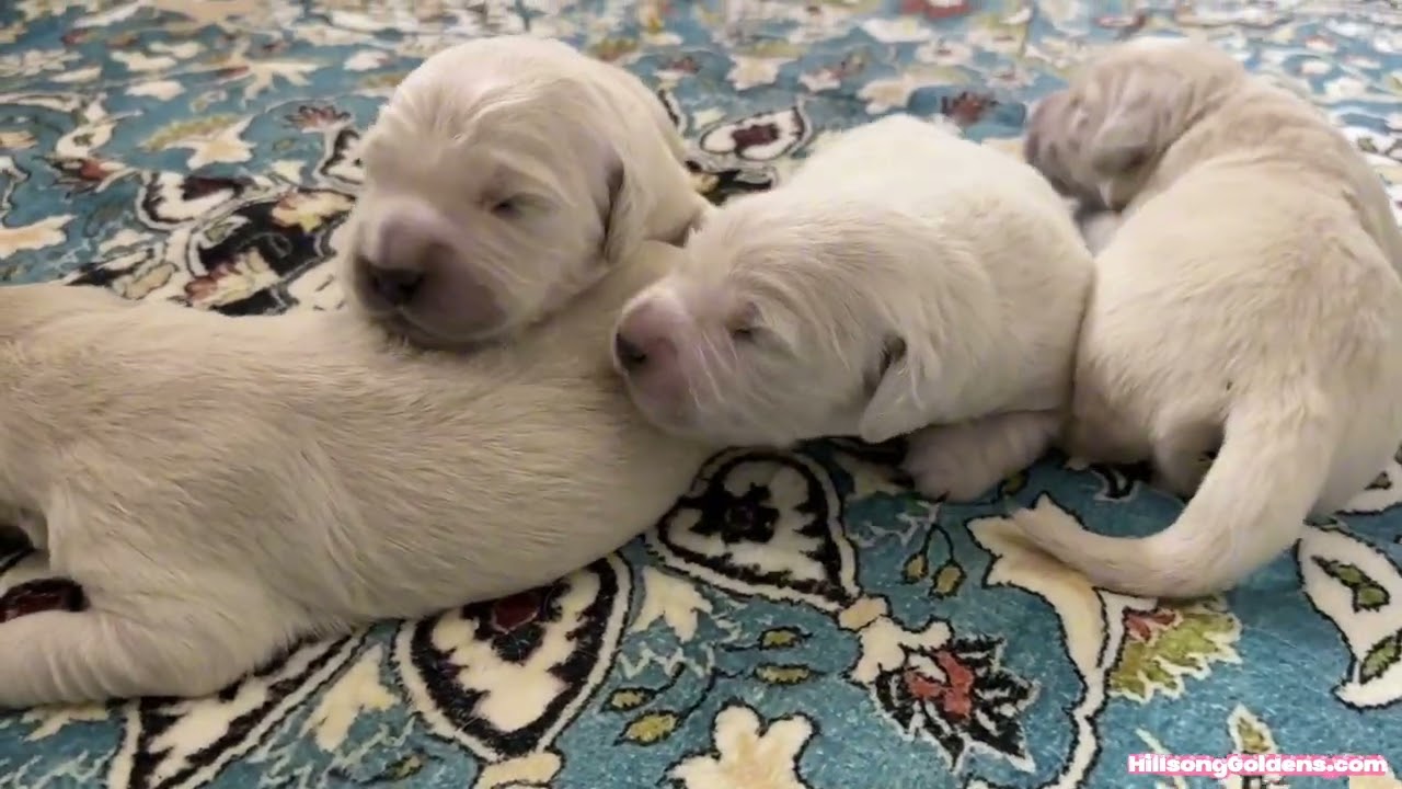 You Won’t Believe How Cute These 1-Week-Old Golden Retriever Puppies Are 🐶Kim & Bond