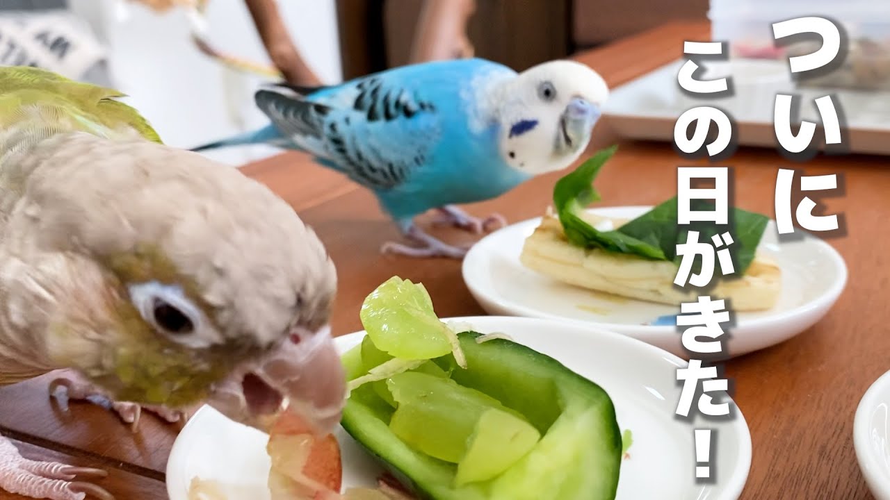 いろいろと嬉しくて鼻息をスンスンさせたインコ