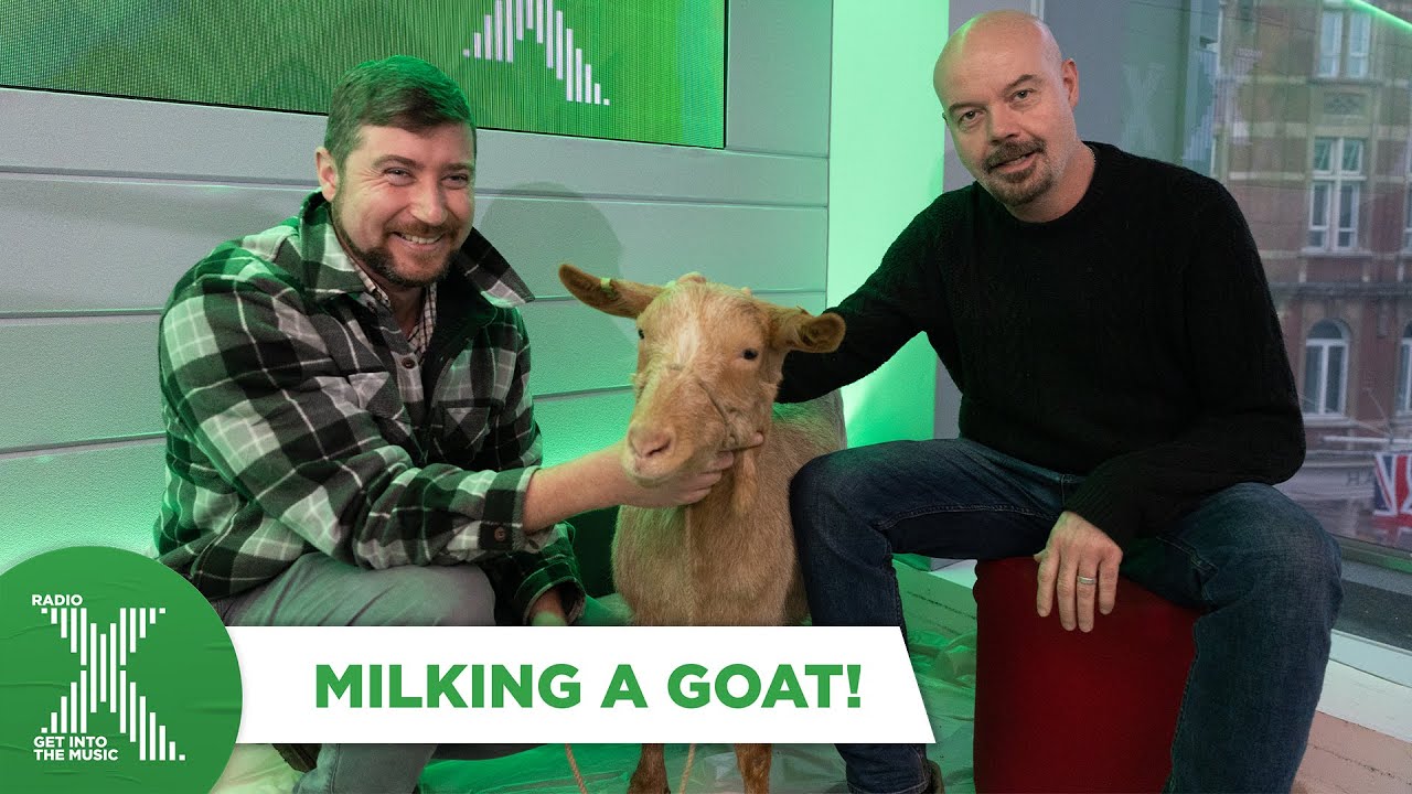 Dom milked Bea (a goat)! | The Chris Moyles Show | Radio X
