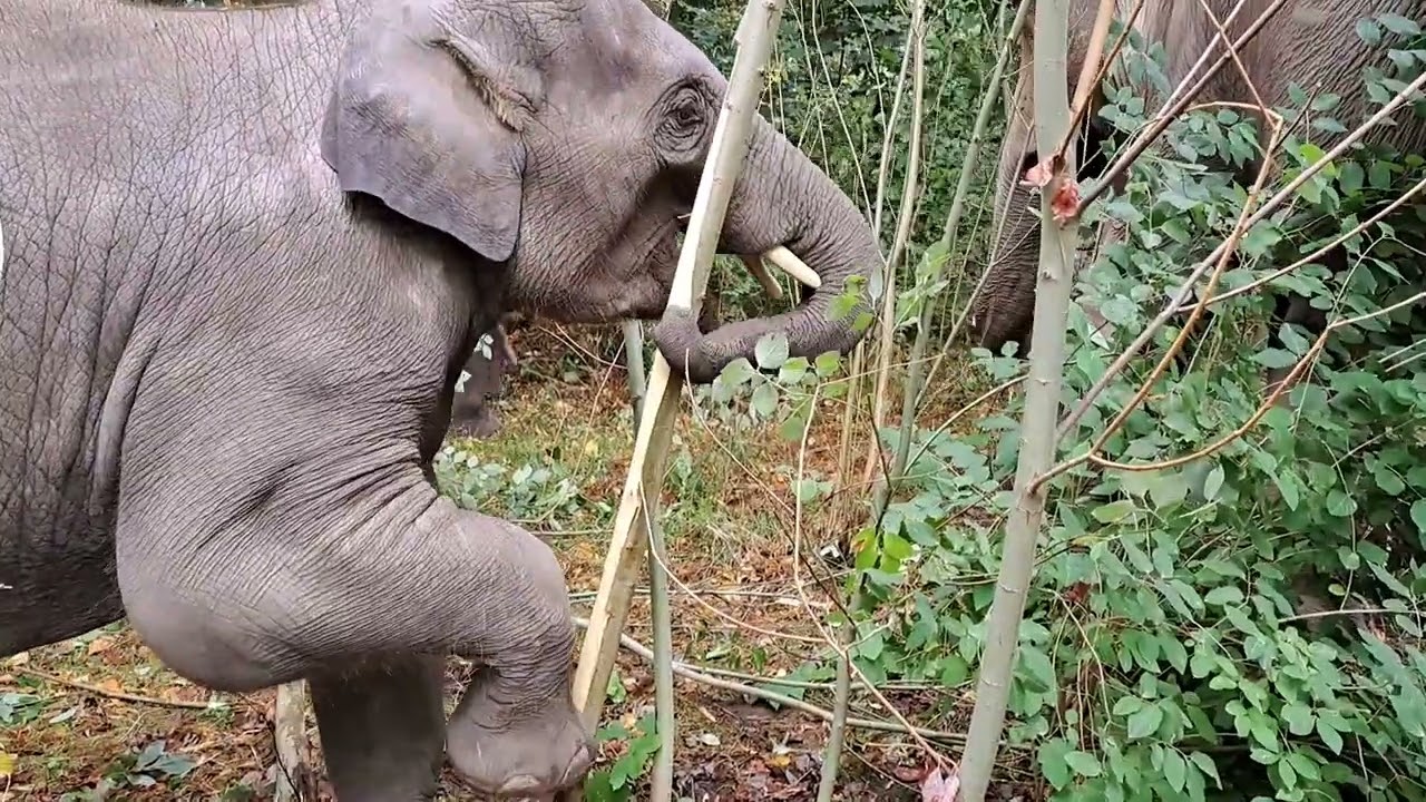 Kleiner Urwald mitten in Hamburg - Bäume für Hagenbecks Elefanten
