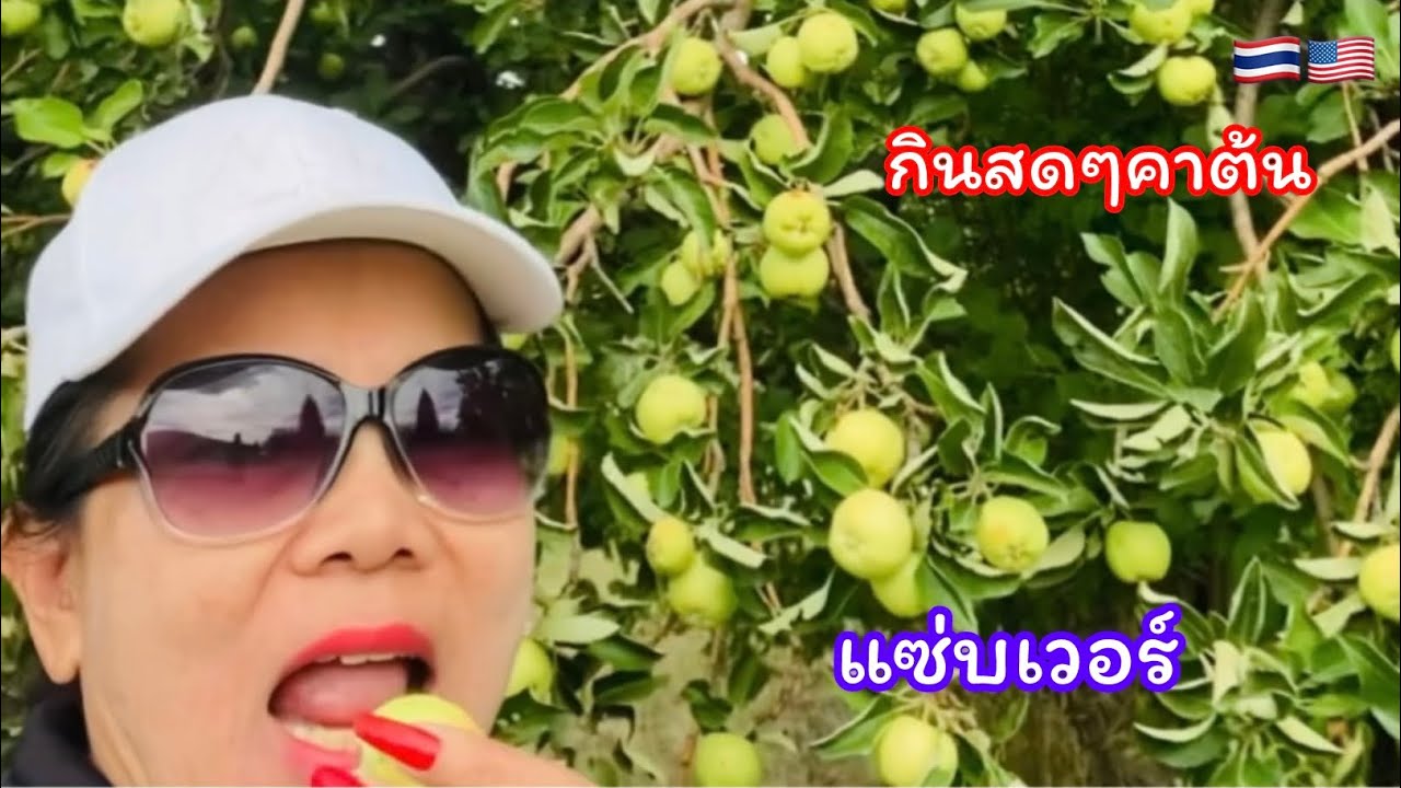 เก็บแอ้ปเปิ้ลเขียวป่าข้างทางดกๆจนกิ่งหัก ผลไม้เมืองหนาวฝรั่งไม่กินกันร่วงเต็มพื้น กินคาต้นแซ่บเวอร์