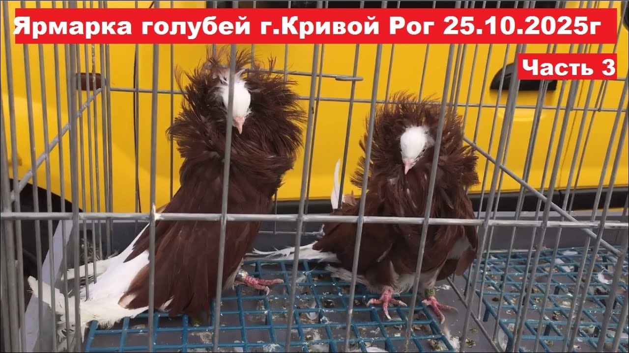 Ярмарка голубей и декоративных птиц г. Кривой Рог 25.10.2025. Часть 3