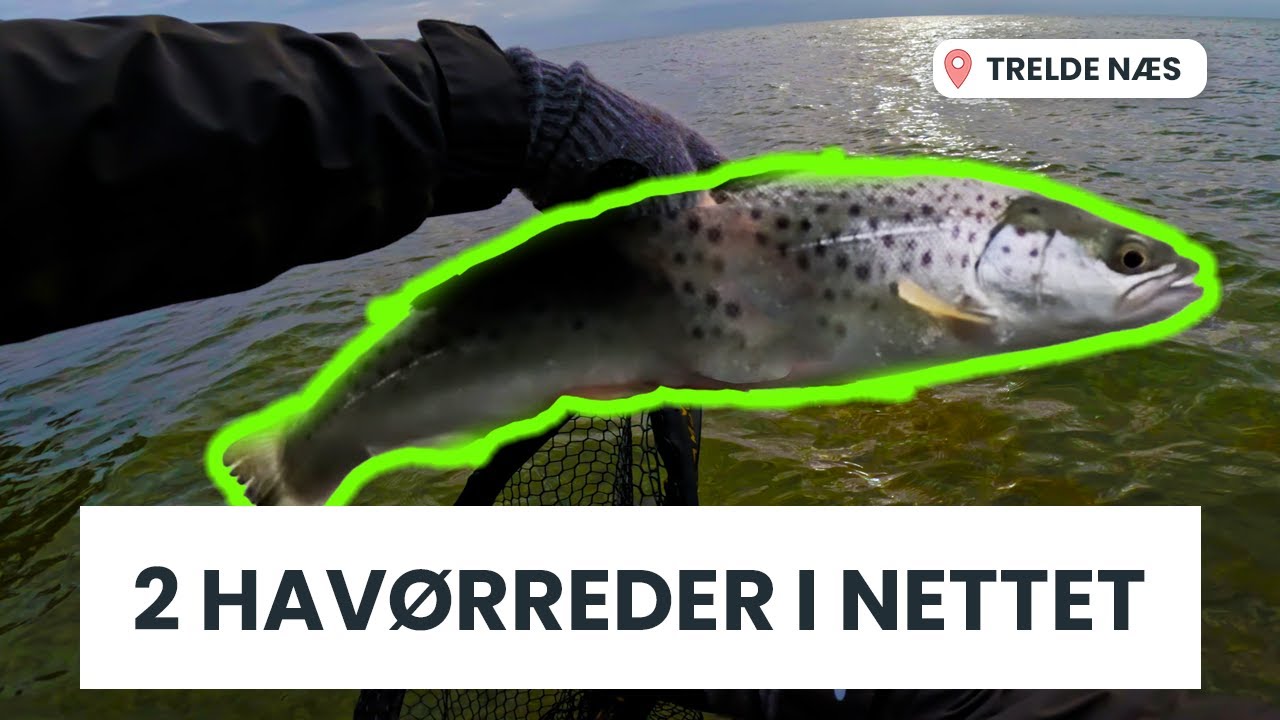 2 Havørreder i nettet ved Trelde Næs