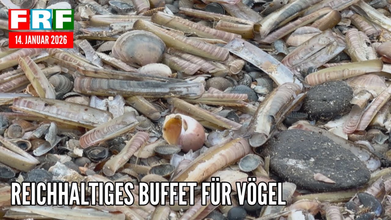 Festmahl für Seevögel: Wintersturm spült zahllose Muscheln & Seesterne an Strand von Norderney