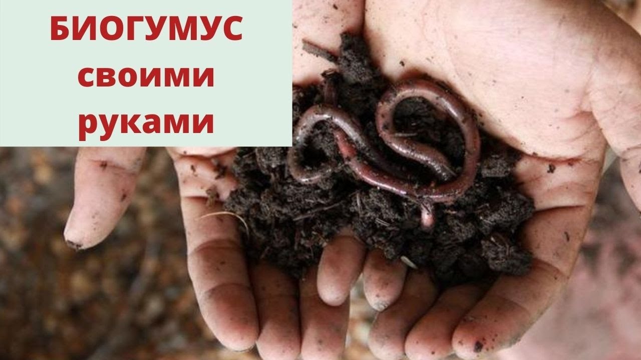 Биогумус своими руками. Домашнее червеводство.