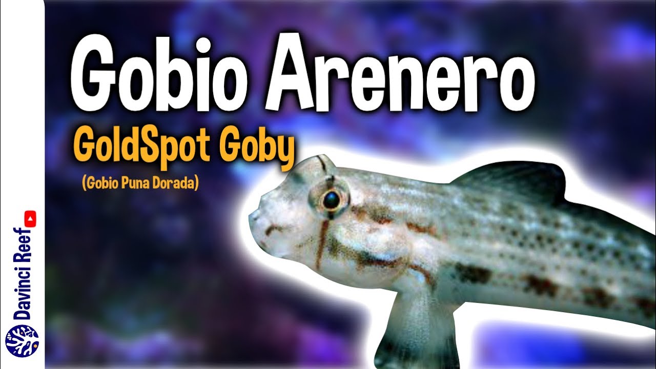 Gobio arenero  para tu acuario marino - Cuidados, parámetros y consejos.