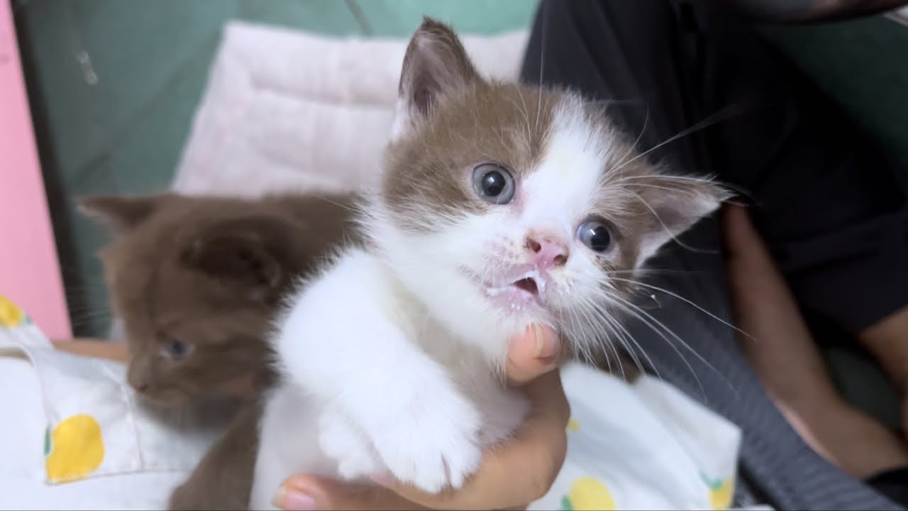 お昼を食べていたら猫がミルクを欲しがりました