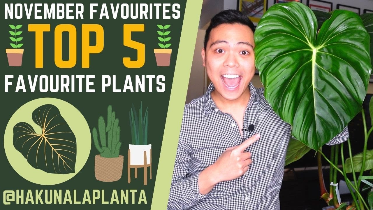 Top 5 Favourite Plants 💚 NOVEMBER 2021 😍 Philodendron McDowell, Cream Splash, Hoya Mathilde & MORE 😀