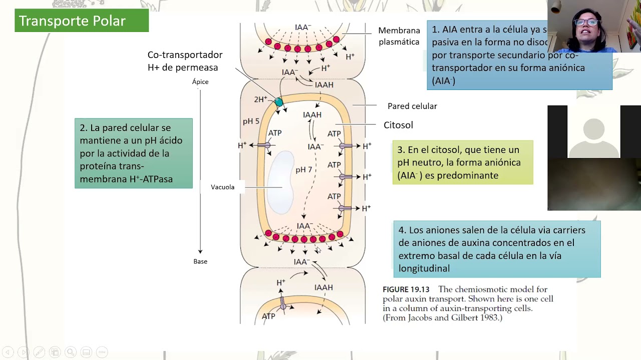 Clase 3 Auxina y Citoquininas