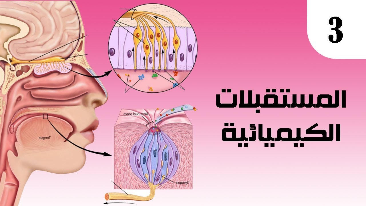 علم الأحياء | المستقبلات الكيميائية ✓ المستقبلات الذوقية .. د.حسن حسين