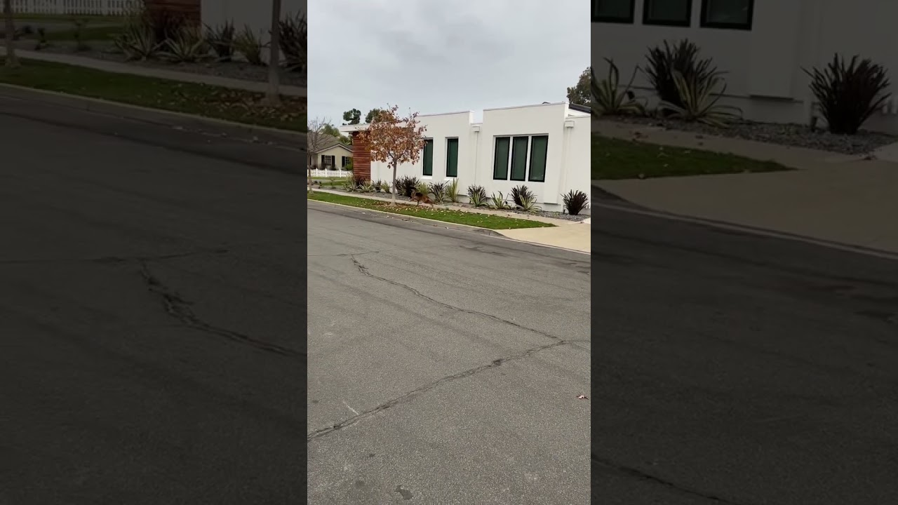 Long distance control of a German Shepherd