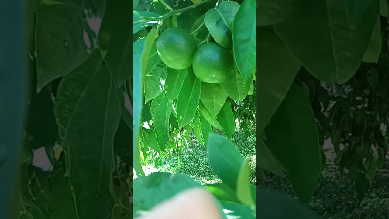 ARANCIO AMARO..... PIANTA DA TENERE ASSOLUTAMENTE IN GIARDINO 🤠🤠🤠🤠