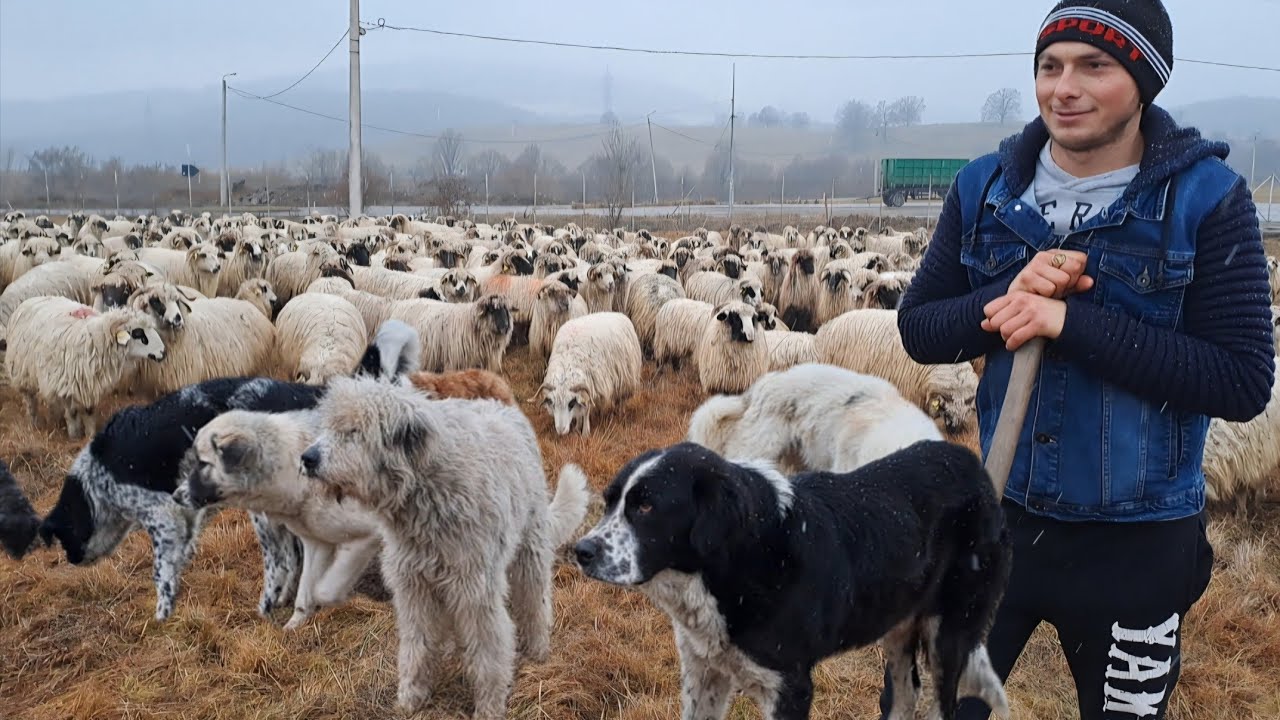 Vlad Marian un tânăr care  ciobănește și doarme în cojoc și are grijă de peste 500 de oi 