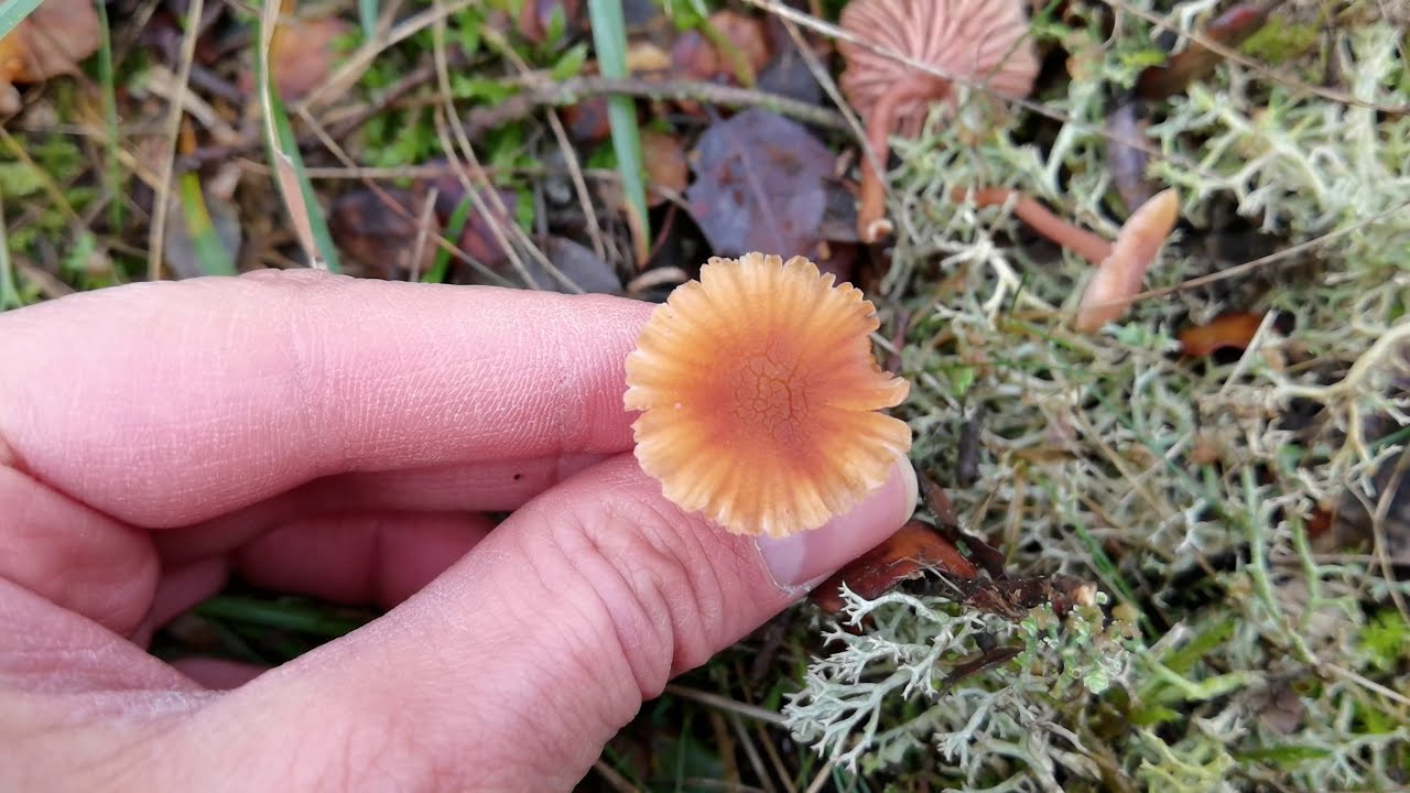 Caracter&iacute;sticas del g&eacute;nero Laccaria.